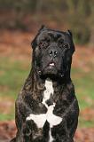 CANE CORSO 1411